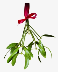 Christmas Mistletoe Png Transparent - Christmas Mistletoe Png Transparent Mistletoe Clipart, Png Download, Transparent PNG