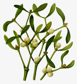Plant,flora,commodity - Mistletoe .png, Transparent Png, Transparent PNG