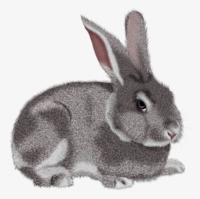 Download Bunny Png - Transparent Background Rabbit Clipart, Png Download, Transparent PNG