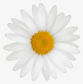 White Daisy Png , Pictures - Great Gatsby Daisy Flower, Transparent Png, Transparent PNG