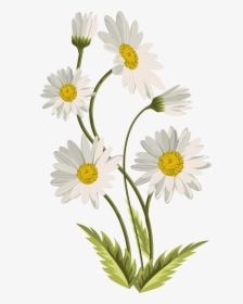 Common Daisy Art Clip Art - Transparent Background Daisy Flower Png, Png Download, Transparent PNG