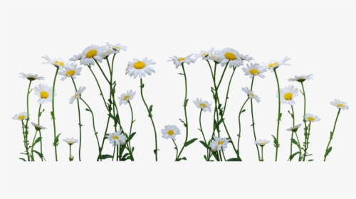 Download Daisy Png Image - Daisy Png, Transparent Png, Transparent PNG