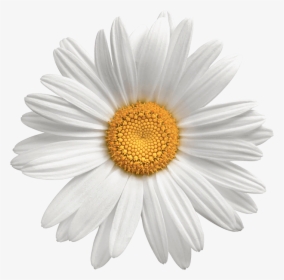 Daisy Flowers Png Photo Background - Daisy Flower No Background, Transparent Png, Transparent PNG