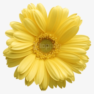 Free Daisy Public Domain Flower Images And Clipart - Yellow Daisy Flower Png, Transparent Png, Transparent PNG