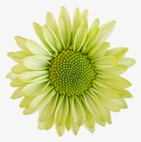 Click To Enlarge Image Green Daisy Ural - Daisy Flowers Green Clipart, HD Png Download, Transparent PNG