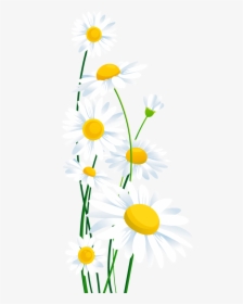 Common Daisy Clip Art - Transparent Background White Daisy Flower Clipart, HD Png Download, Transparent PNG