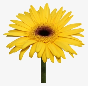 Daisy Flowers Png Transparent Background - Yellow Gerbera Daisy Png, Png Download, Transparent PNG