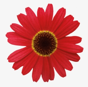 Barberton Daisy Flower Common Daisy - Orange Red Daisy Flower, HD Png Download, Transparent PNG