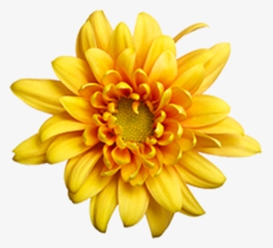 Yellow Daisy Png - Flowers In Season In October In Sc, Transparent Png, Transparent PNG