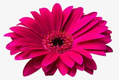 Pink Gerbera Clip Art - Flowers Png Image Hd, Transparent Png, Transparent PNG