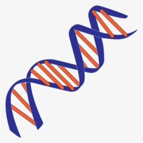 Blue And Red Dna Pictures - Double Helix Deoxyribonucleic Acid, HD Png Download, Transparent PNG