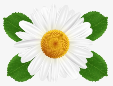 Barberton Daisy Mayweed Chamomileclip Art Common Daisy - Transparent White Daisy Flower, HD Png Download, Transparent PNG