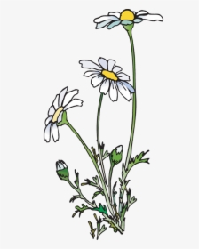 Transparent Daisy Png - Daisies Clipart, Png Download, Transparent PNG