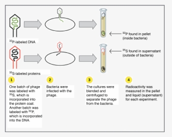 Dna As The Genetic Material - Friedrich Miescher Experiment Diagram, HD Png Download, Transparent PNG
