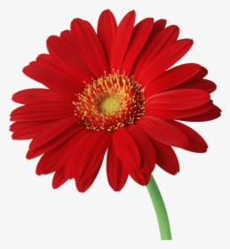 This Png Image - Red Gerber Daisy Png, Transparent Png, Transparent PNG