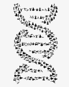 Art,symmetry,monochrome Photography - Double Helix Dna Black And White, HD Png Download, Transparent PNG