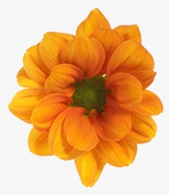 Click To Enlarge Image Daisy Orange Managua - Black-eyed Susan, HD Png Download, Transparent PNG