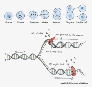 Transparent Anaphase Clipart - Changes In Dna, HD Png Download, Transparent PNG