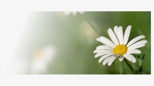 Banner-daisy - Common Daisy, HD Png Download, Transparent PNG