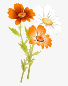 Transparent White Daisy Png - Orange Flowers Png, Png Download, Transparent PNG