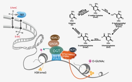 Epigenetic Dna Methylation, HD Png Download, Transparent PNG
