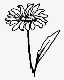 And, The Second Wildflower Image Of A Daisy Flower - Black And White Wildflower Clipart, HD Png Download, Transparent PNG