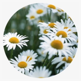 White Flowers We Heart , Png Download - Daisy Flower Gif, Transparent Png, Transparent PNG