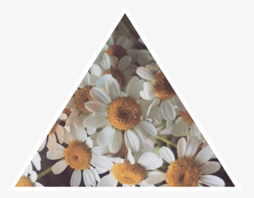 Daisy Tumblr Asthetic Daisies Flower Freetoedit - Chrysanths, HD Png Download, Transparent PNG