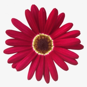 Common Daisy, HD Png Download, Transparent PNG