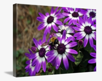Beautiful Purple Daisy - African Daisy, HD Png Download, Transparent PNG