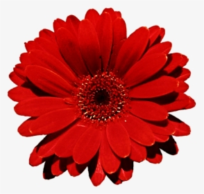 Gerber Daisy Free Download - Red Daisy Flower Png, Transparent Png, Transparent PNG