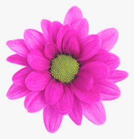 Daisy Purple Free Png Image - Daisy, Transparent Png, Transparent PNG