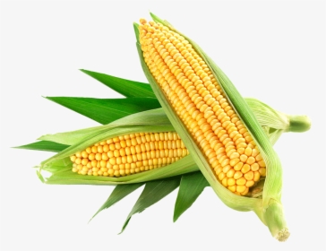 Corn Only Organic - Corn Png, Transparent Png, Transparent PNG