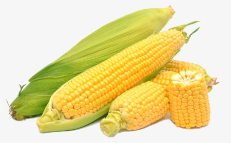Corn On The Cob Maize Sweet Corn - Corn Png, Transparent Png, Transparent PNG