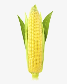 Corn Png Image - Ear Of Corn Transparent, Png Download, Transparent PNG