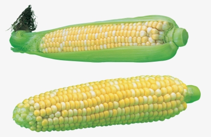 Corn - Maize, HD Png Download, Transparent PNG