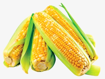 Transparent Corn Cob Png - Transparent Corn Crop, Png Download, Transparent PNG