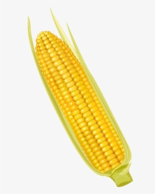 Corn On The Cob Maize Corncob Vegetable - Yellow Corn Clipart, HD Png Download, Transparent PNG