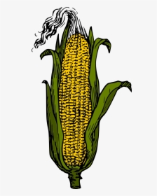 Yellow Corn Clip Arts - Green Corn Clip Art, HD Png Download, Transparent PNG