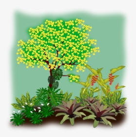 Evergreen,plant,shrub - Flora Clipart, HD Png Download, Transparent PNG