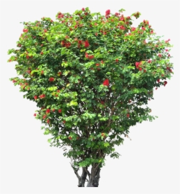 Tree Shrub Download Hd Png Clipart - Small Flower Tree Png, Transparent Png, Transparent PNG