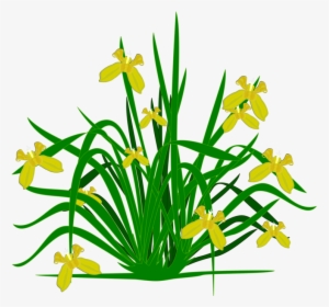 Bearded Iris Flowering Plant Plants Shrub - Clipart Plants, HD Png Download, Transparent PNG