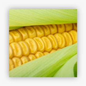 Sweet Corn - Colorfulness, HD Png Download, Transparent PNG