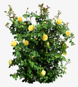 Plant Garden Roses Flower Shrub - Yellow Rose Bush Png, Transparent Png, Transparent PNG