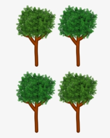 Evergreen,plant,shrub - Post Oak, HD Png Download, Transparent PNG