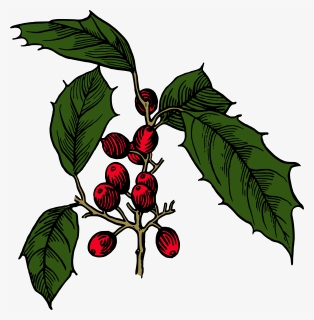 Holly Shrub Branch Evergreen Tree - Illustration, HD Png Download, Transparent PNG