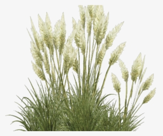 Shrub Clipart Overgrown Grass - Transparent Pampas Grass Png, Png Download, Transparent PNG
