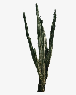 Cactus Png, Transparent Png, Transparent PNG
