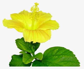 Transparent Yellow Hibiscus Clipart - Pistil Png, Png Download, Transparent PNG