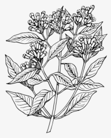 Leaf, Tree, Flower, Plant, Clove, Bush, Herb, Shrub - Elder Flower Line Art, HD Png Download, Transparent PNG